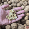 Nueces frescas de La Rioja recién cogidas
