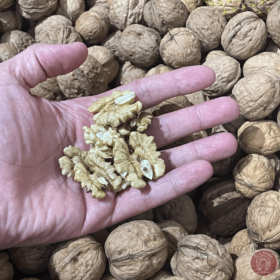 Nueces frescas de La Rioja recién cogidas
