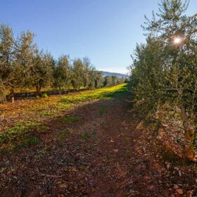 Almazara Aceite HEJUL