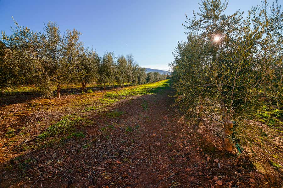 Almazara Aceite HEJUL