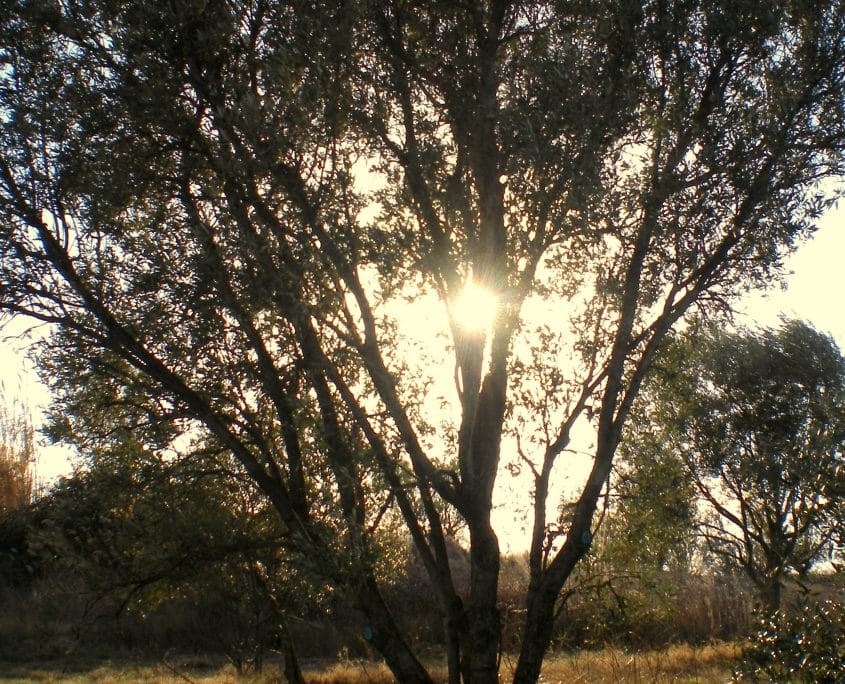 ISUL: Almazara Ecológica de La Rioja