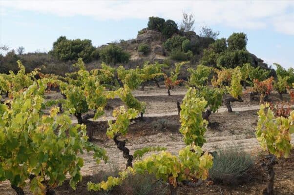 Bodegas Mitarte Viñedo