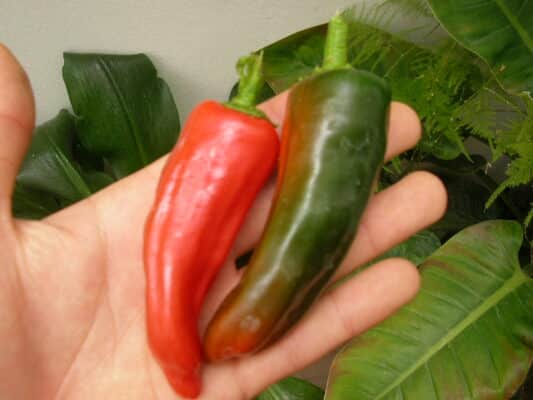 Pimiento cuerno cabra