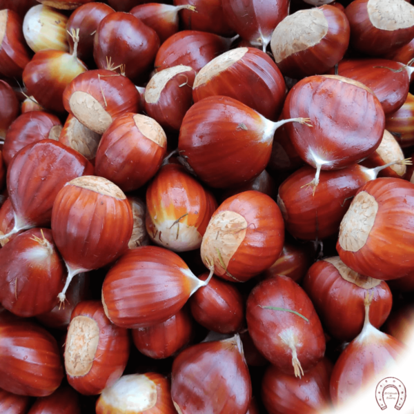 Castañas de Ezcaray La Rioja