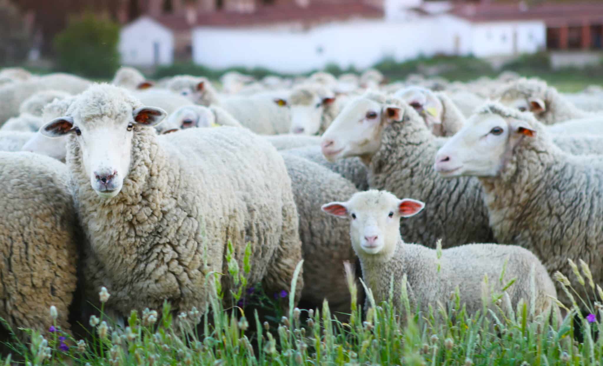 Finca Pascualete quesos