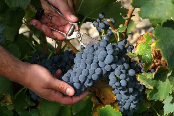 Jardin la emperatriz