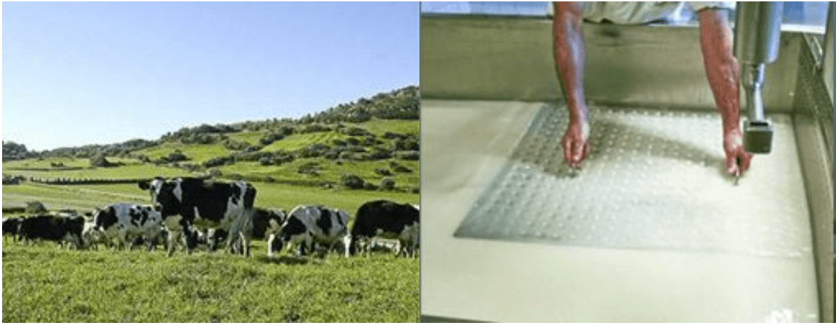 Quesos Quintana - Queso Mahón Menorca