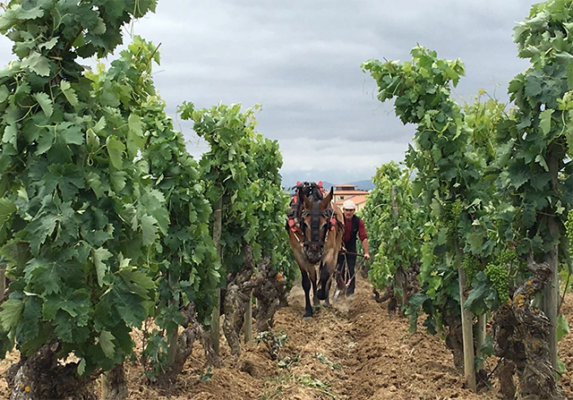 Bodegas Javier San Pedro Ortega