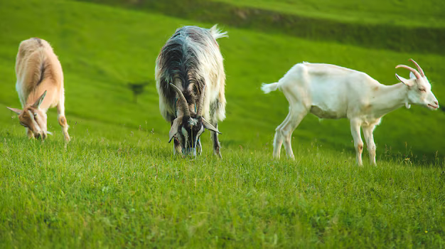 Cabras en prado verde